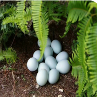 土鸡蛋（个）